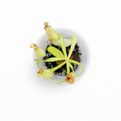 Nepenthes eustachya
