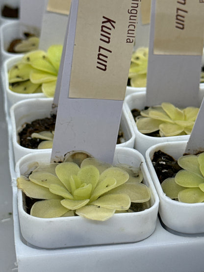 Pinguicula 'Kun Lun' (P. gigantea × P. jaumavensis) (Butterwort)