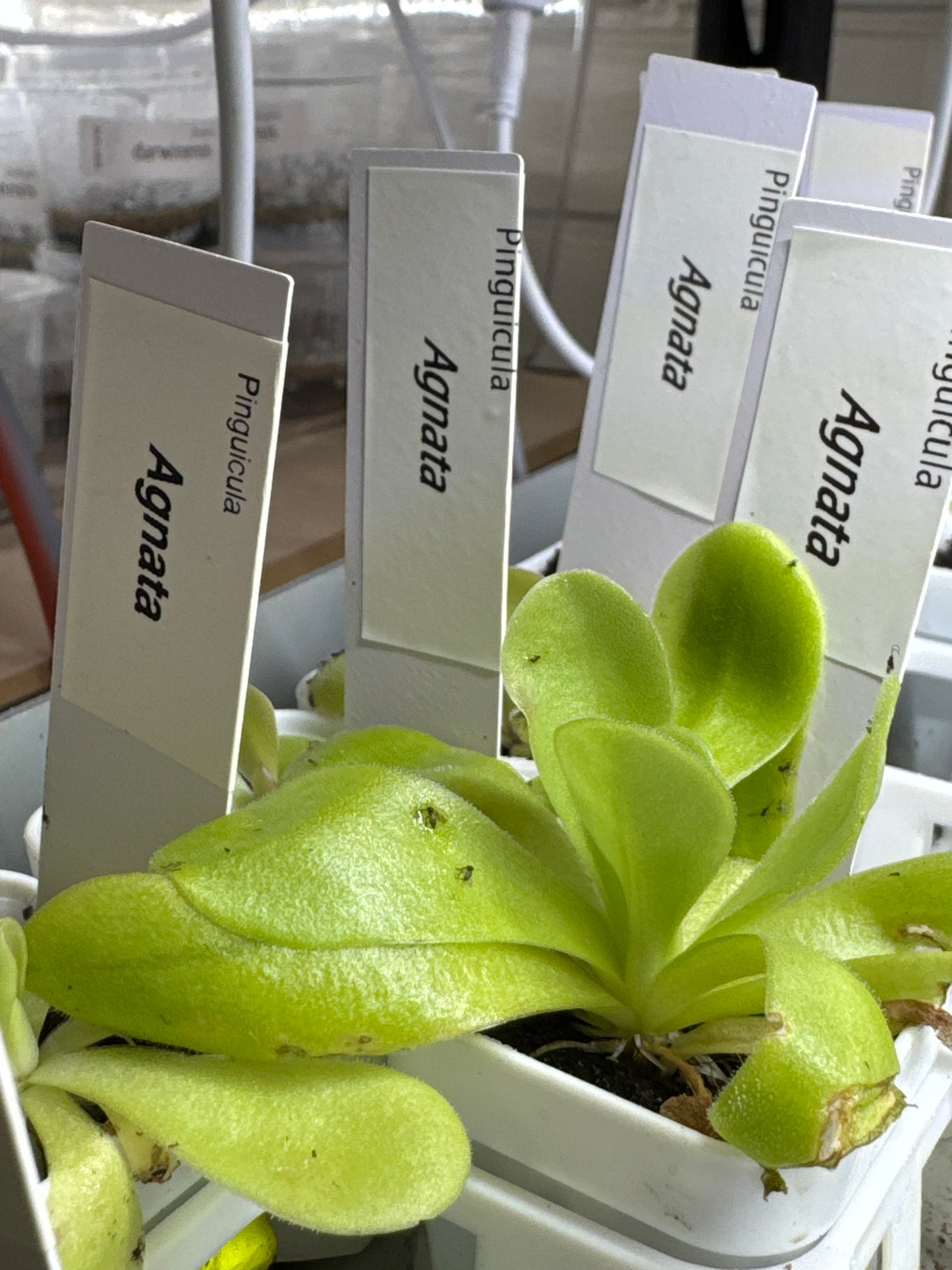 Pinguicula agnata