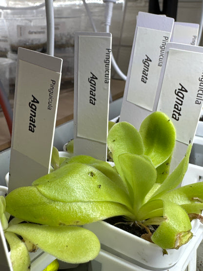 Pinguicula agnata