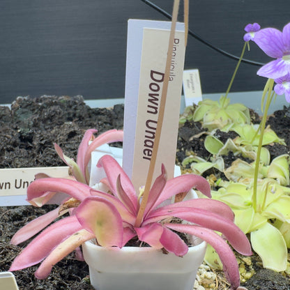Pinguicula 'Down Under' (Butterwort)