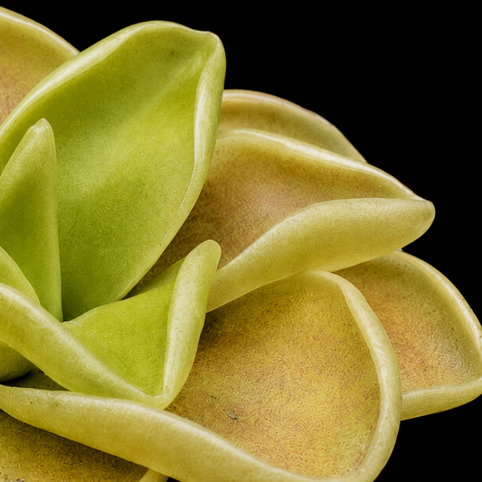 Pinguicula agnata 'Ekuma' (Butterwort)