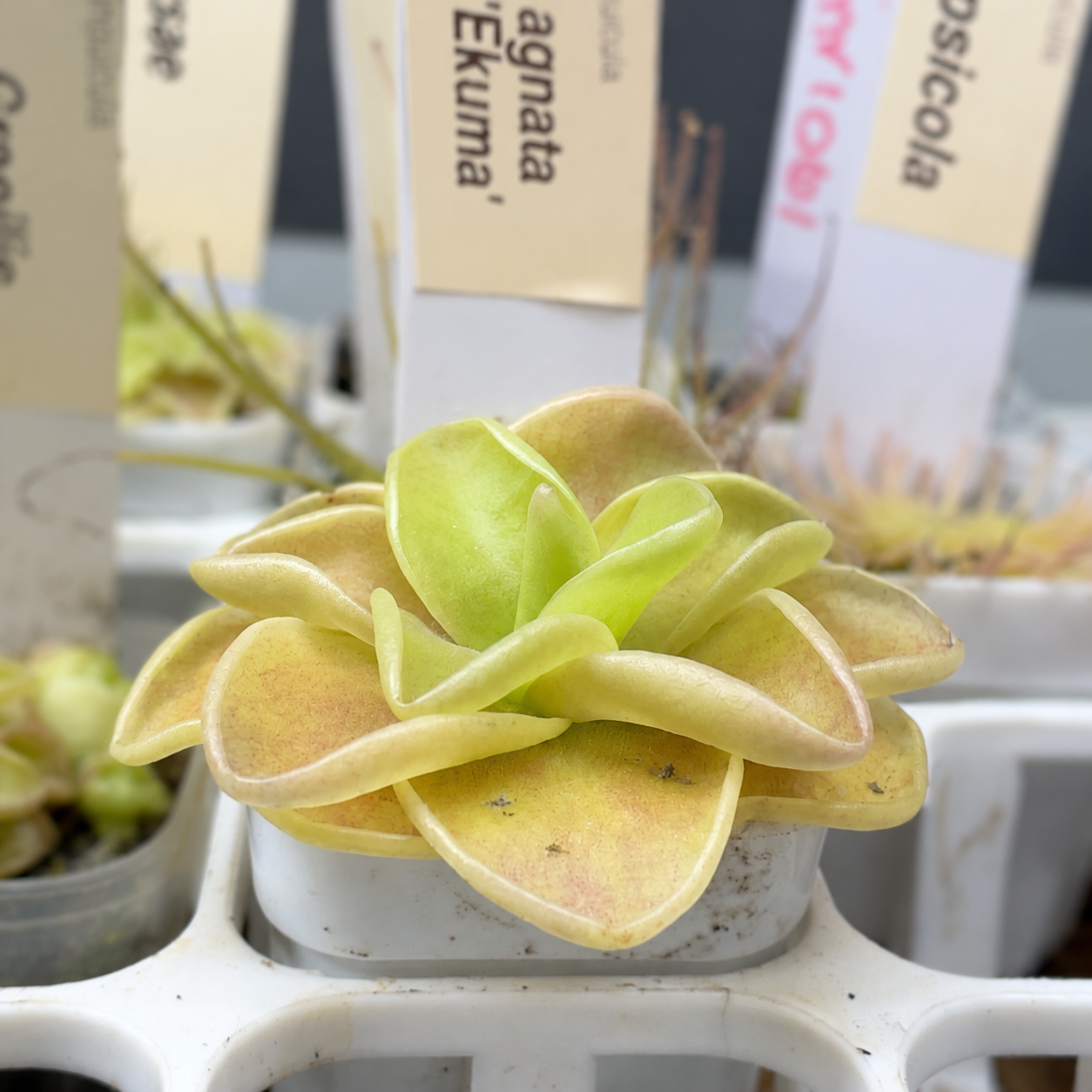 Pinguicula agnata 'Ekuma' (Butterwort)