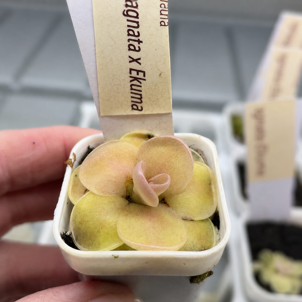 Pinguicula agnata 'Ekuma' (Butterwort)