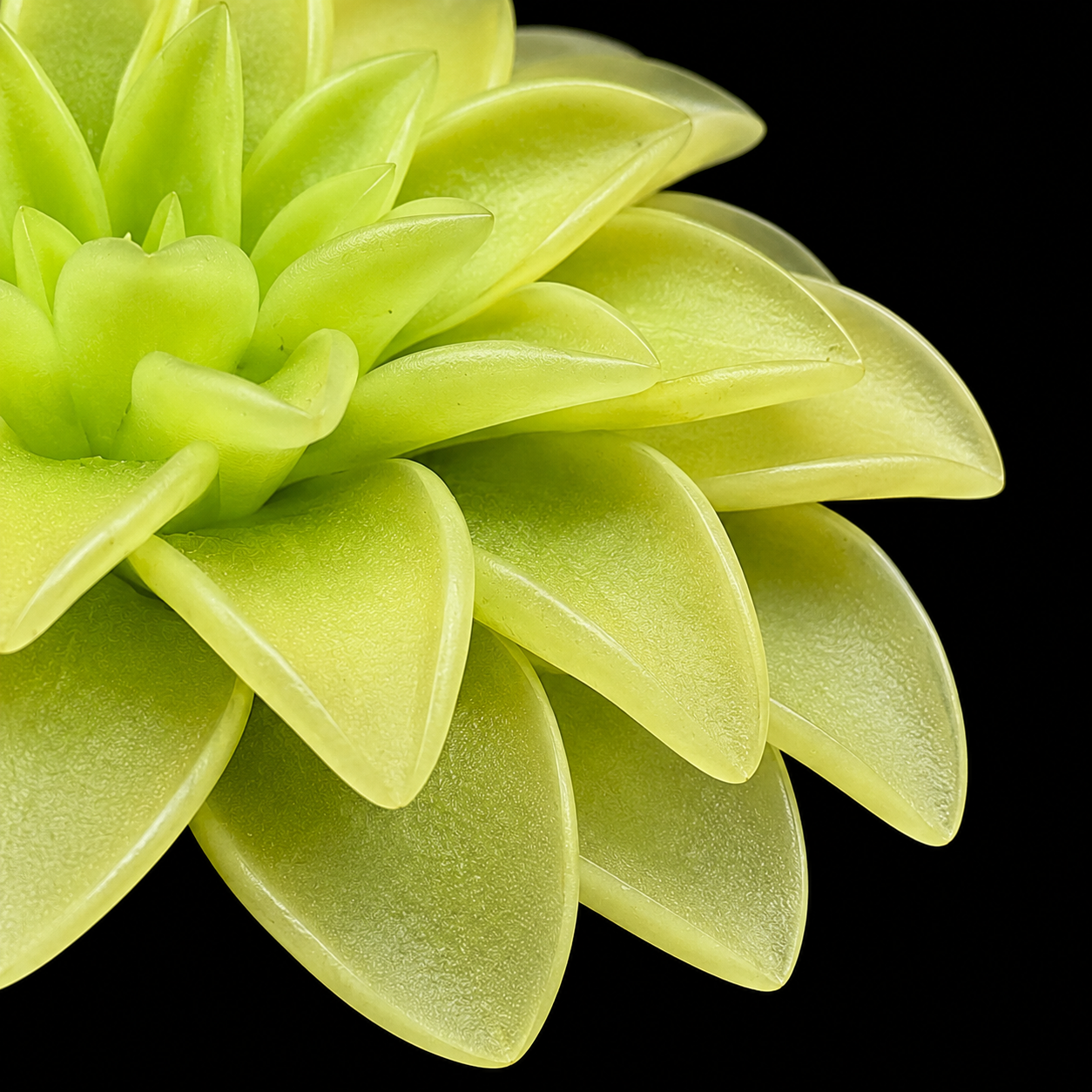 Pinguicula moranensis 'Alba' (Butterwort)