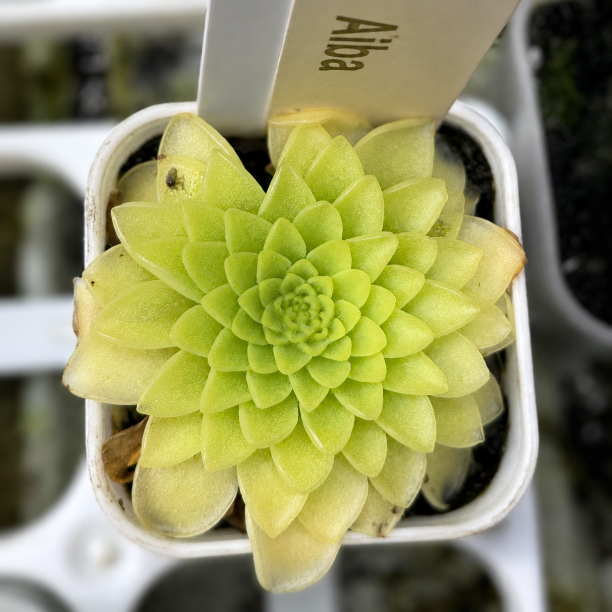 Pinguicula moranensis 'Alba' (Butterwort)