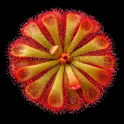 Drosera Aliciae (Alices Sundew)
