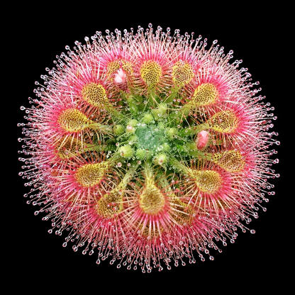 Drosera Allantostigma (Pygmy Sundew)