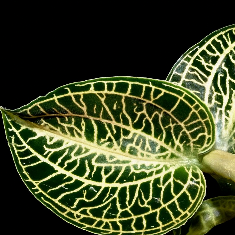 Anoectochilus roxburghii x siamensis var Emerald Gold (Jewel Orchid)
