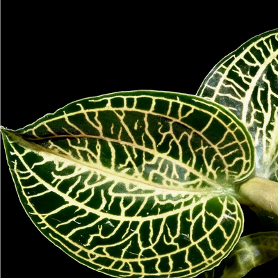 Anoectochilus roxburghii x siamensis var Emerald Gold (Jewel Orchid)