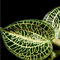 Anoectochilus roxburghii x siamensis var Emerald Gold (Jewel Orchid)