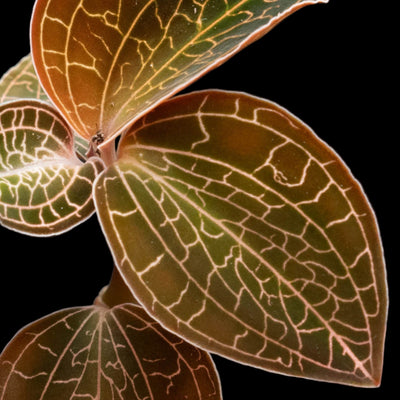 Anoectochilus roxburghii (Jewel Orchid)
