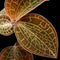 Anoectochilus roxburghii (Jewel Orchid)