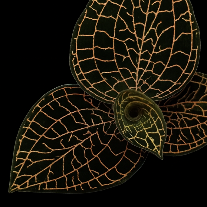Anoectochilus roxburghii 'Red Stem' (Jewel Orchid)