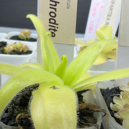 Pinguicula 'Aphrodite' (Butterwort)