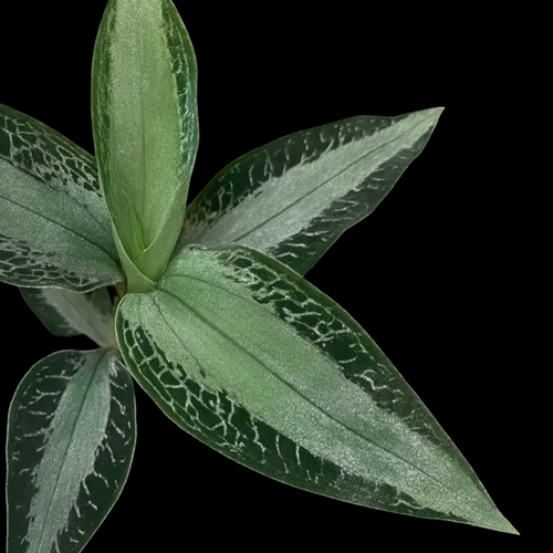 Aspidogyne argentea (Jewel Orchid)
