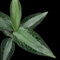 Aspidogyne argentea (Jewel Orchid)