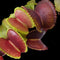 Dionaea muscipula 'Atlantic Cockle' (Venus Flytrap)