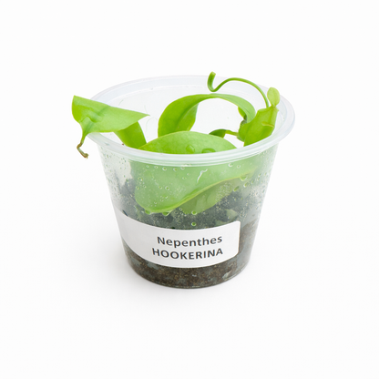 Nepenthes Hookeriana (ampullaria x rafflesiana)