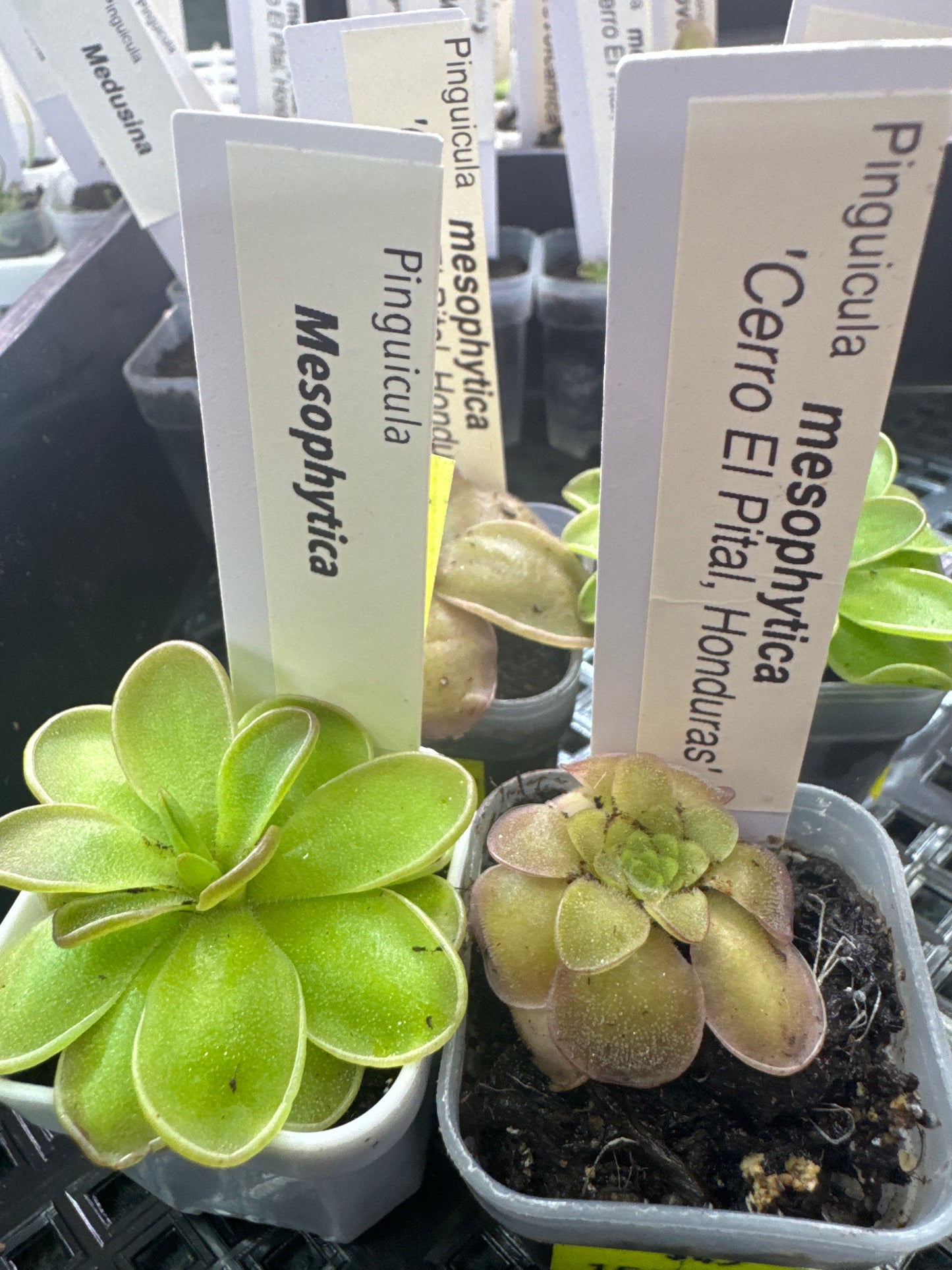 Pinguicula mesophytica