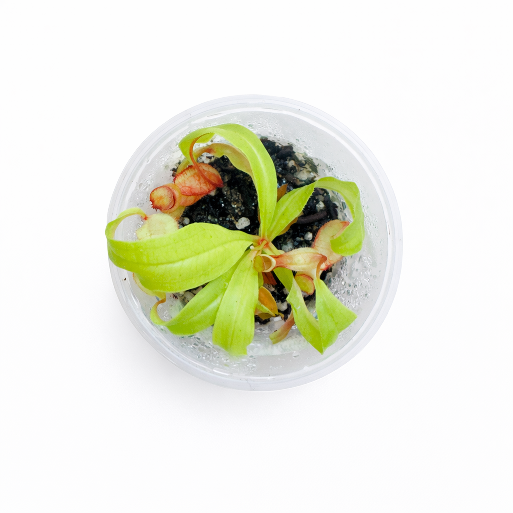 Nepenthes Viking (mirabilis var. globosa)