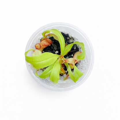 Nepenthes Viking (mirabilis var. globosa)