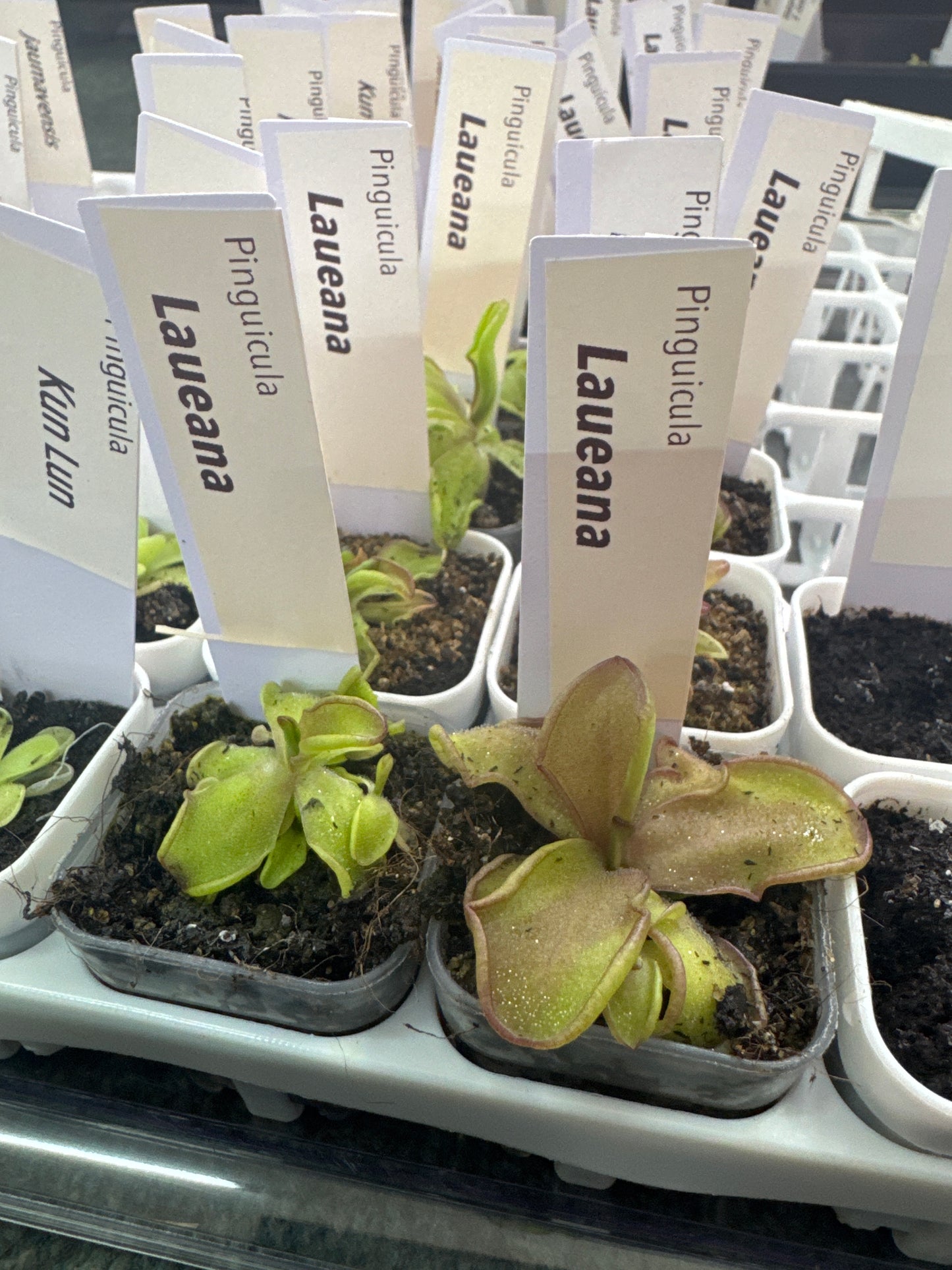 Pinguicula laueana