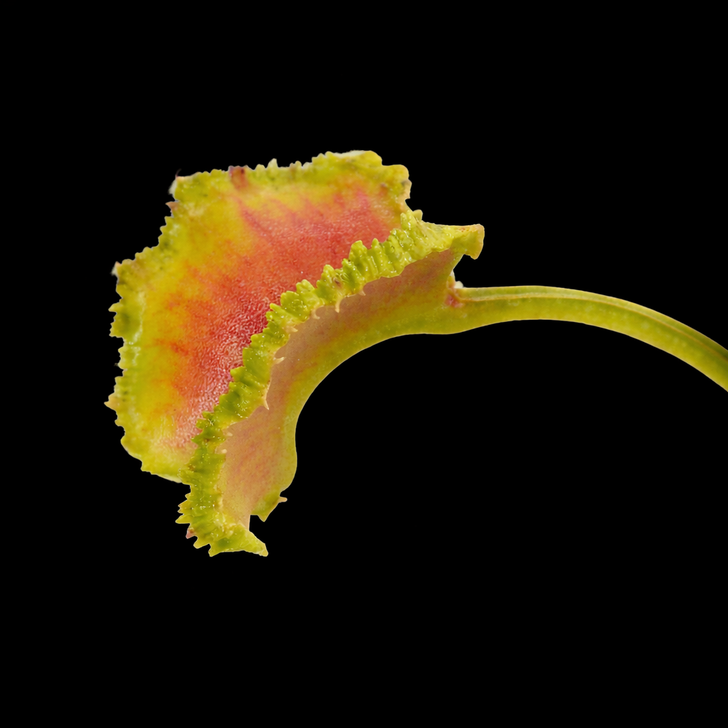 Dionaea muscipula 'Bobbit Worm' (Venus Flytrap)