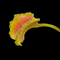 Dionaea muscipula 'Bobbit Worm' (Venus Flytrap)