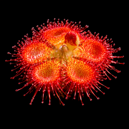 Drosera burmannii (Tropical Sundew)