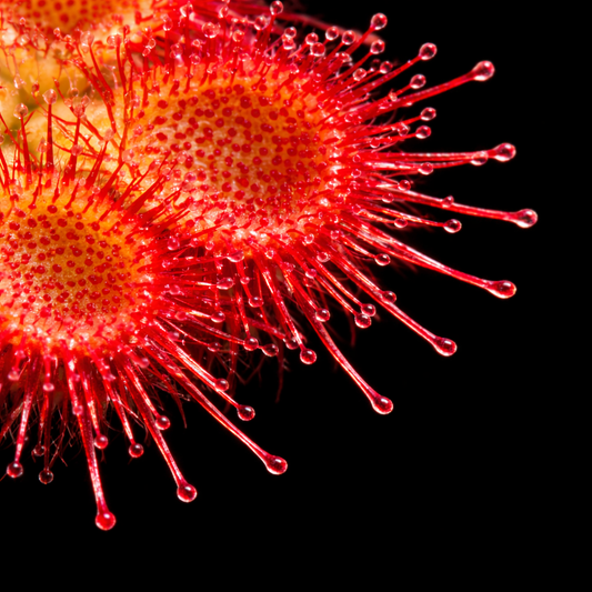 Drosera burmannii (Tropical Sundew)