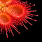 Drosera burmannii (Tropical Sundew)