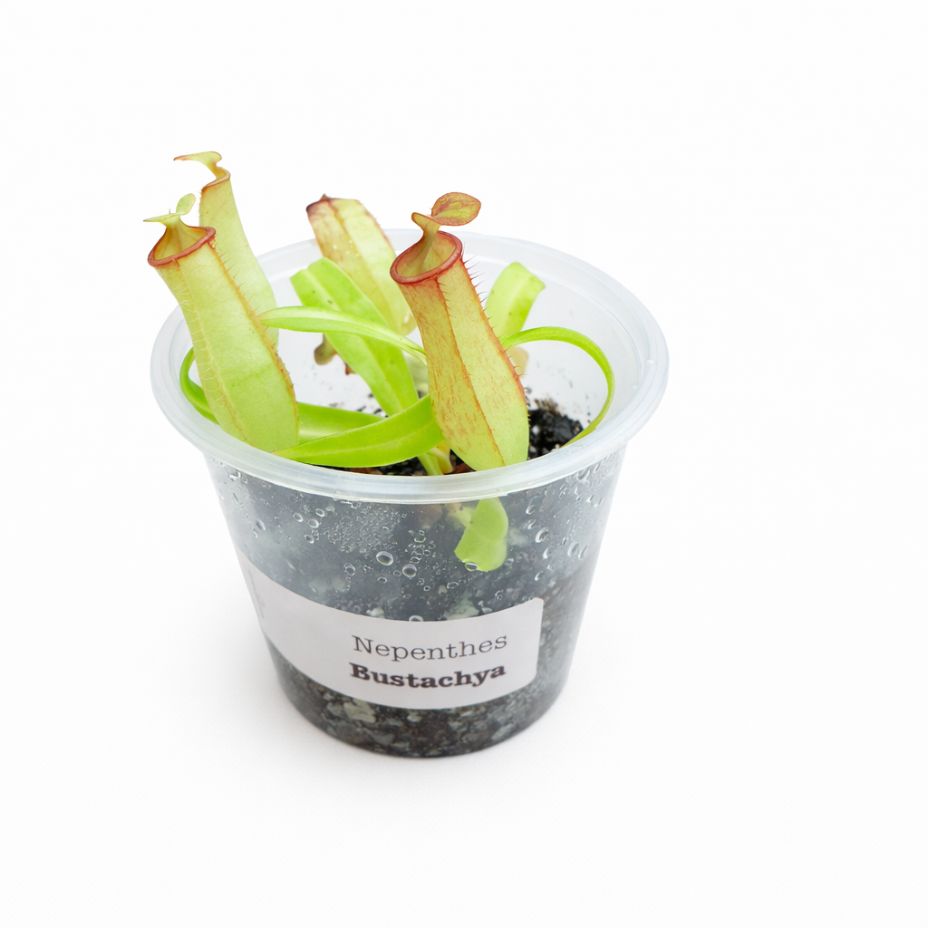 Nepenthes eustachya