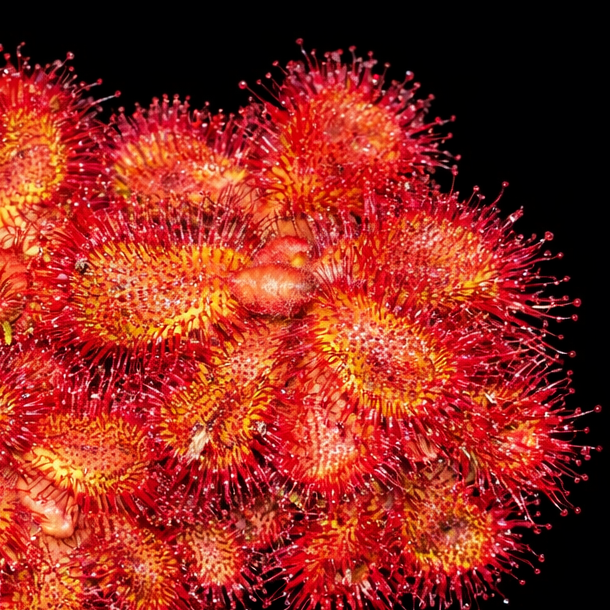 Close-up of a red flower with a black background Drosera Trinervia Sundew