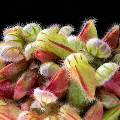 Cephalotus follicularis 'Typical' (Albany Pitcher Plant)