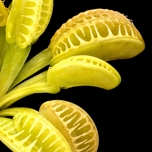 Dionaea muscipula 'Rabbit teeth' (Venus Flytrap)