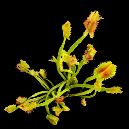 Dionaea muscipula 'Tower of Madness' (Venus Flytrap)