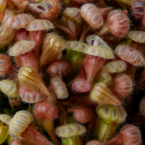 Cephalotus follicularis 'Diflora Giant' (Albany Pitcher Plant)