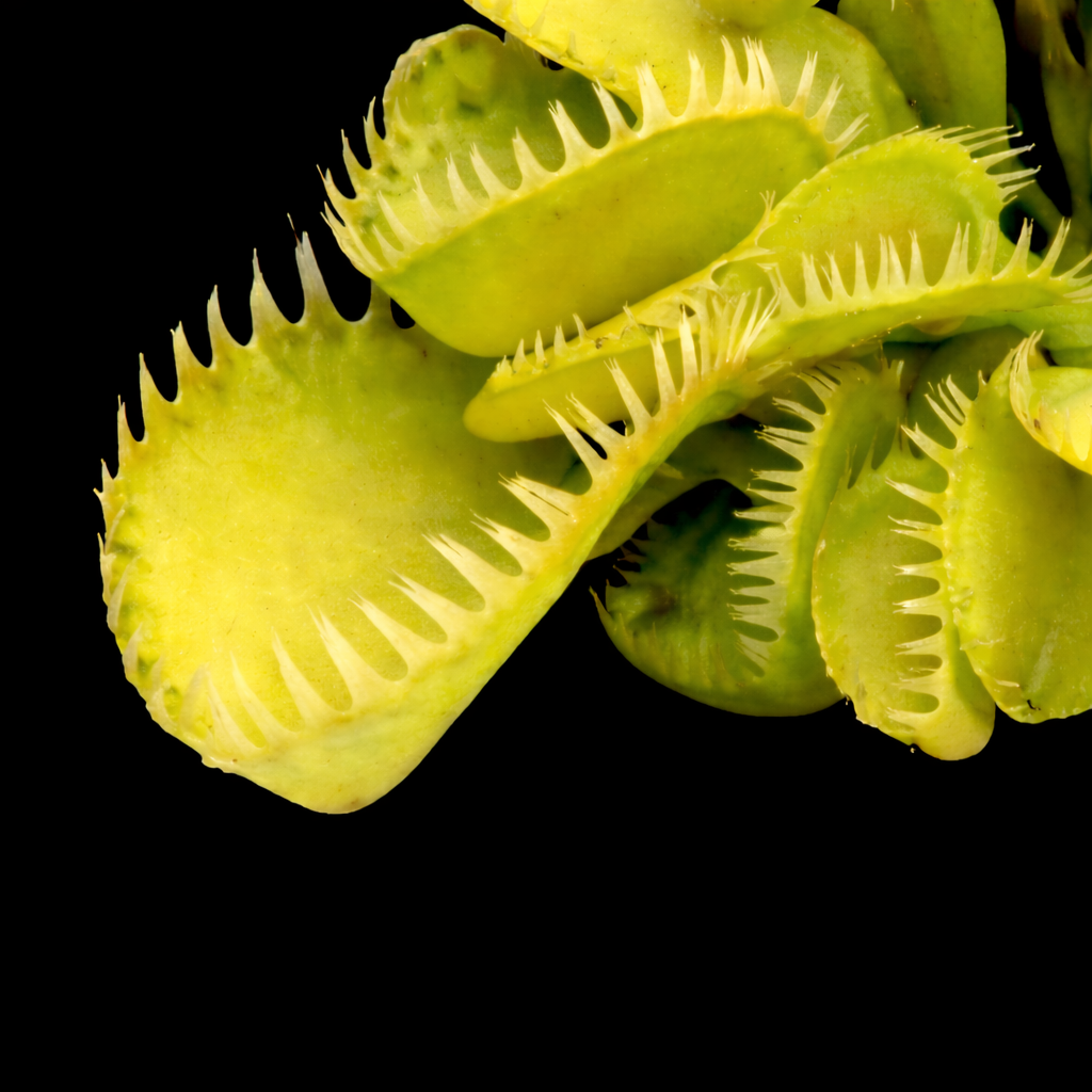 Dionaea muscipula 'Triton' (Venus Flytrap)
