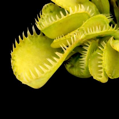Dionaea muscipula 'Triton' (Venus Flytrap)