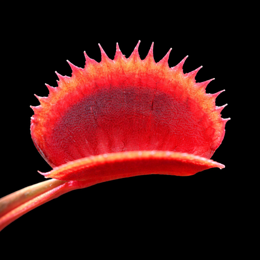 Dionaea Muscipula 'Red Piranha' (Venus Flytrap)