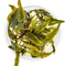 Cryptocoryne wendtii 'Mi Oya'