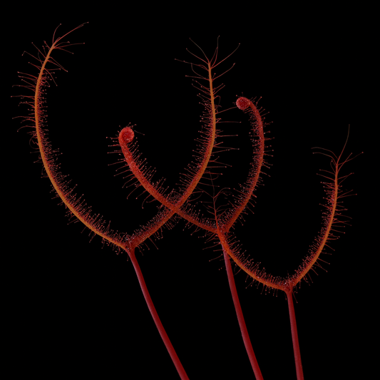 Drosera binata (Forked Sundew)