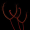 Drosera binata (Forked Sundew)