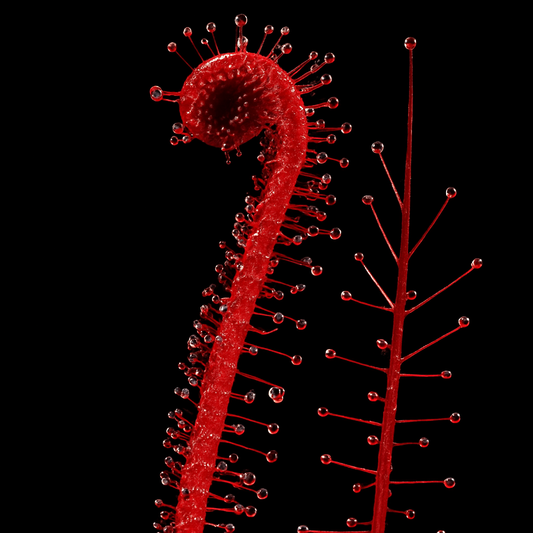 Drosera filiformis var. tracyi ‘Red' (Sundew)