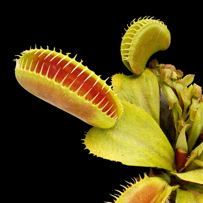 Dionaea muscipula 'Jaw Smiley' (Venus Flytrap)