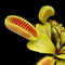 Dionaea muscipula 'Jaw Smiley' (Venus Flytrap)