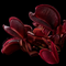 Dionaea muscipula 'Red Periscope' (Venus Flytrap)