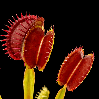 Dionaea muscipula 'Plumechon' (Venus Flytrap)