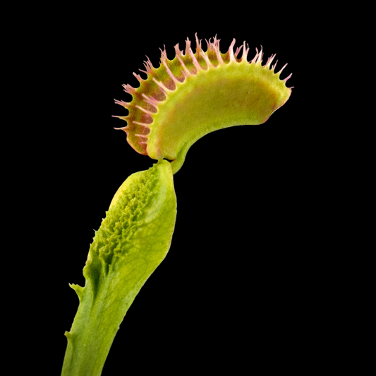 Dionaea muscipula 'Plumechon Crested' (Venus Flytrap)